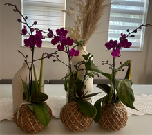 Load image into Gallery viewer, Mini Orchid Kokedama