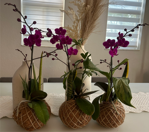 Mini Orchid Kokedama