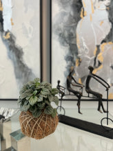 Load image into Gallery viewer, Peperomia Frost Kokedama