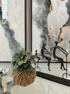 Peperomia Frost Kokedama