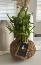Load image into Gallery viewer, Lucky Bambú Kokedama