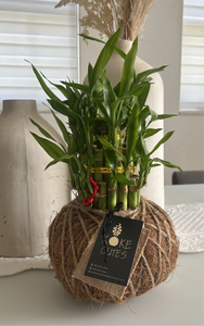 Lucky Bambú Kokedama