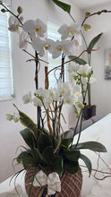 Load image into Gallery viewer, Orchids Garden White Kokedama