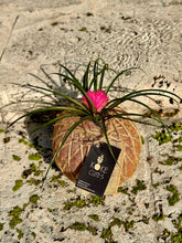 Load image into Gallery viewer, Pink Quill, Tillandsia cyanea Kokedama - Pink Quill plant.