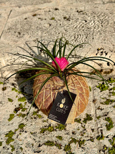 Pink Quill, Tillandsia cyanea Kokedama - Pink Quill plant.