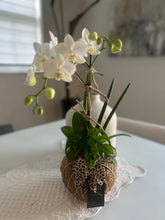 Load image into Gallery viewer, Orchids white Kokedama