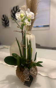Orchids white Kokedama