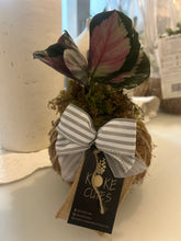 Load image into Gallery viewer, Calathea Roseopicta Mini Kokedama