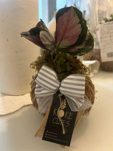 Calathea Roseopicta Mini Kokedama