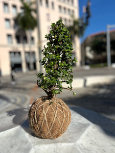 Jade, Dwarf  Kokedama (Portulacaria afra)