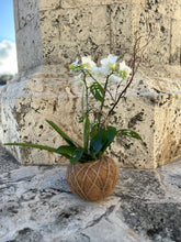 Load image into Gallery viewer, Orchids white Kokedama