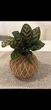 Load image into Gallery viewer, Calathea Macoyana