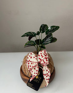 Calathea Ornata