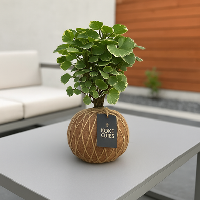 Aralia Balfouriana, Polyscias Kokedama