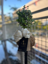 Load image into Gallery viewer, Jade, Dwarf  Kokedama (Portulacaria afra)