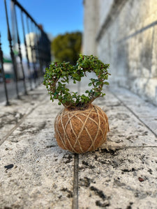 Jade, Dwarf  Kokedama (Portulacaria afra)