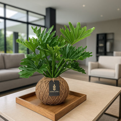 Philodendron Hope Selloum Kokedama