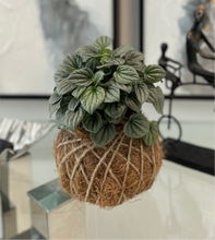 Load image into Gallery viewer, Peperomia Frost Kokedama
