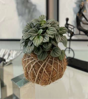 Watermelon Peperomia Kokedama