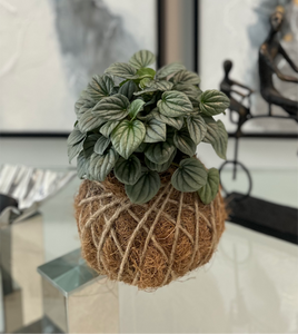 Peperomia Frost Kokedama