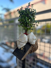 Load image into Gallery viewer, Jade Plant Gift