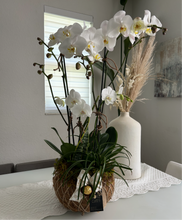 Load image into Gallery viewer, Orchids Garden White Kokedama