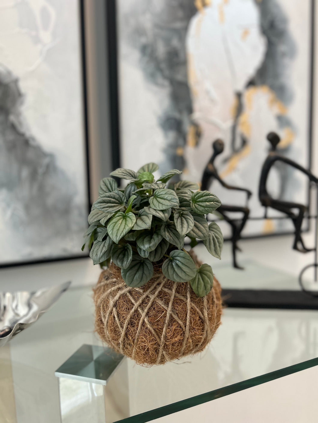 Peperomia Frost Kokedama