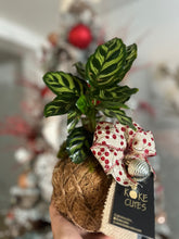 Load image into Gallery viewer, Calathea Macoyana
