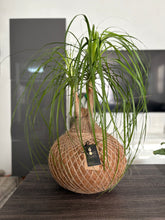 Load image into Gallery viewer, Ponytail Palm - Beaucarnea recurvata - Palma Botella Kokedama