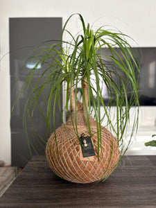 Ponytail Palm - Beaucarnea recurvata - Palma Botella Kokedama