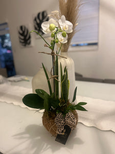 Orchids white Kokedama