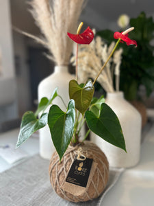 Anthurium Plant Kokedama / Anturio