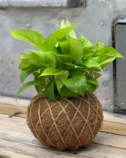 pothos kokedama Pothos Kokedama – KOKECUTES
