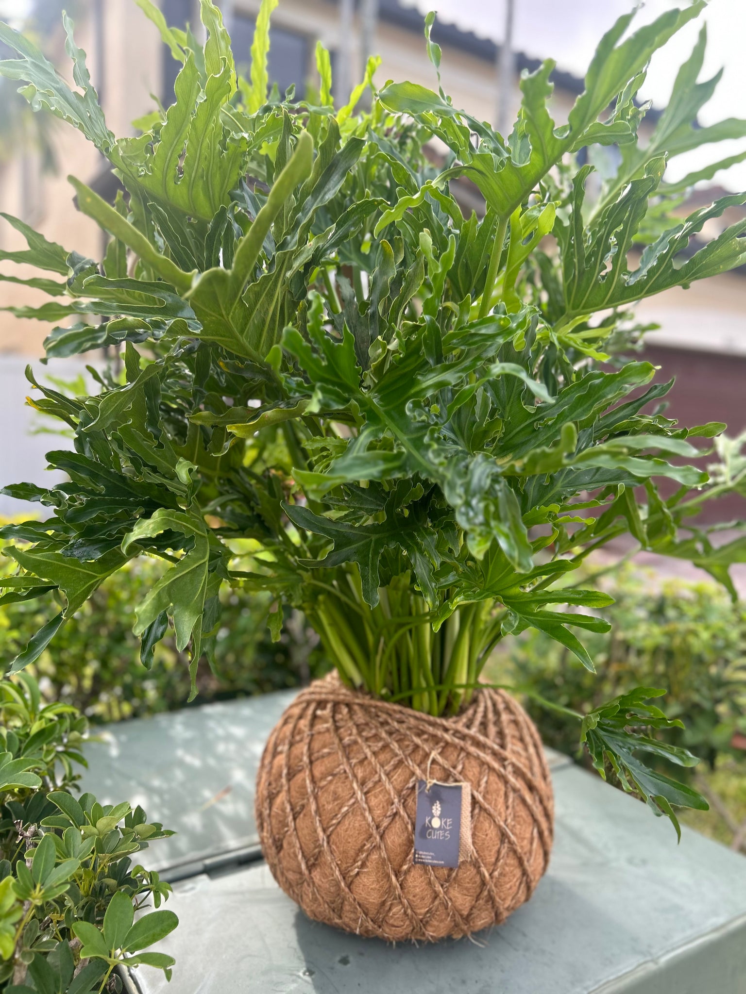 kokedama philodendron Philodendron Hope Selloum Kokedama – KOKECUTES