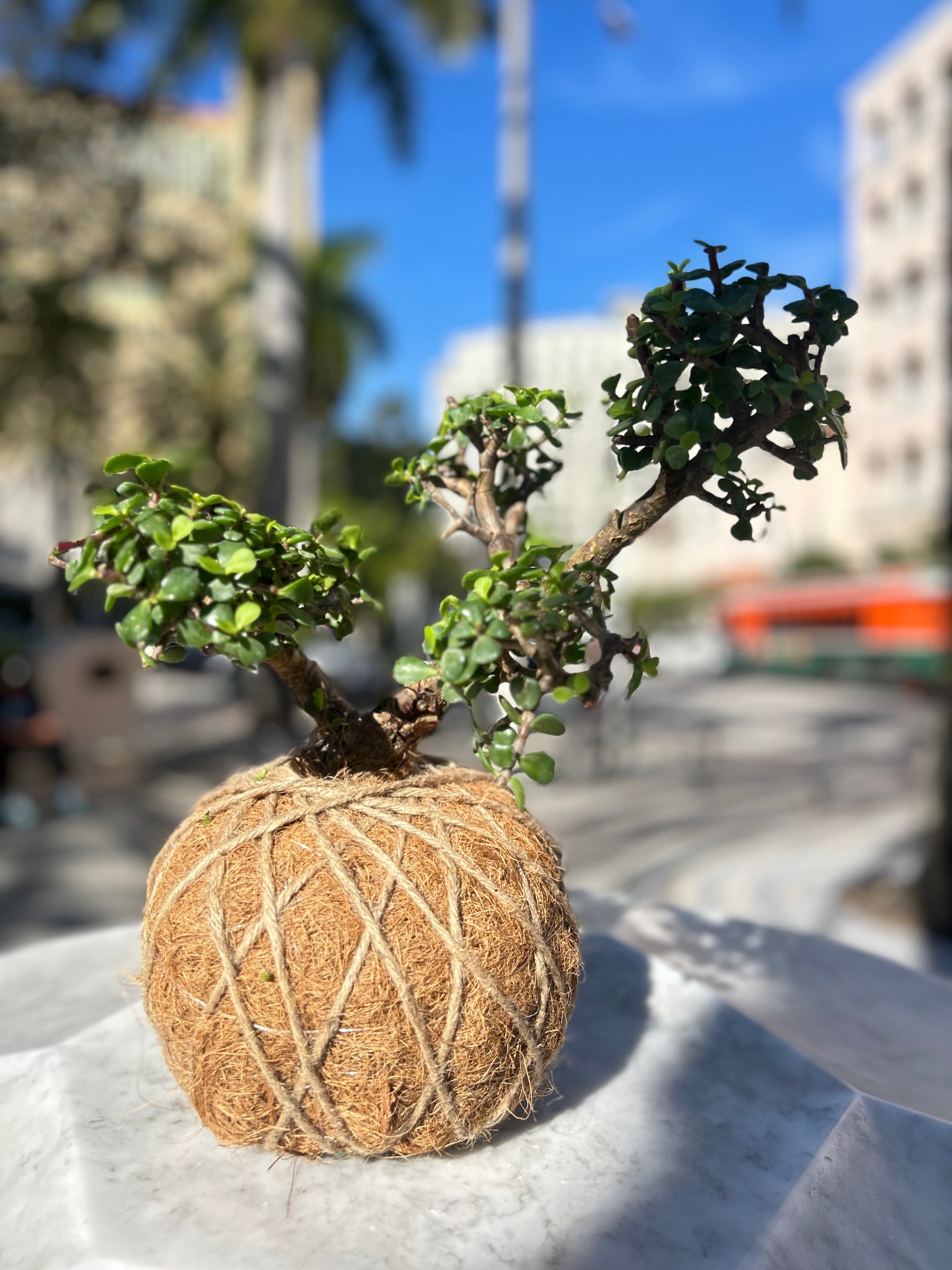 kokedama jade plant Jade, Dwarf Kokedama (Portulacaria afra) – KOKECUTES