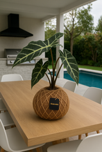 Load image into Gallery viewer, Alocasia Amazónica Polly, African Mask Kokedama