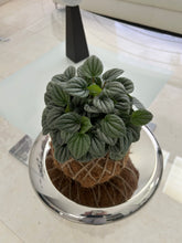 Load image into Gallery viewer, Peperomia Frost Kokedama