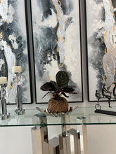 Load image into Gallery viewer, Calathea Dottie Kokedama