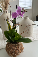 Load image into Gallery viewer, Orchids white Kokedama