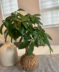 Money Tree Plant Kokedama