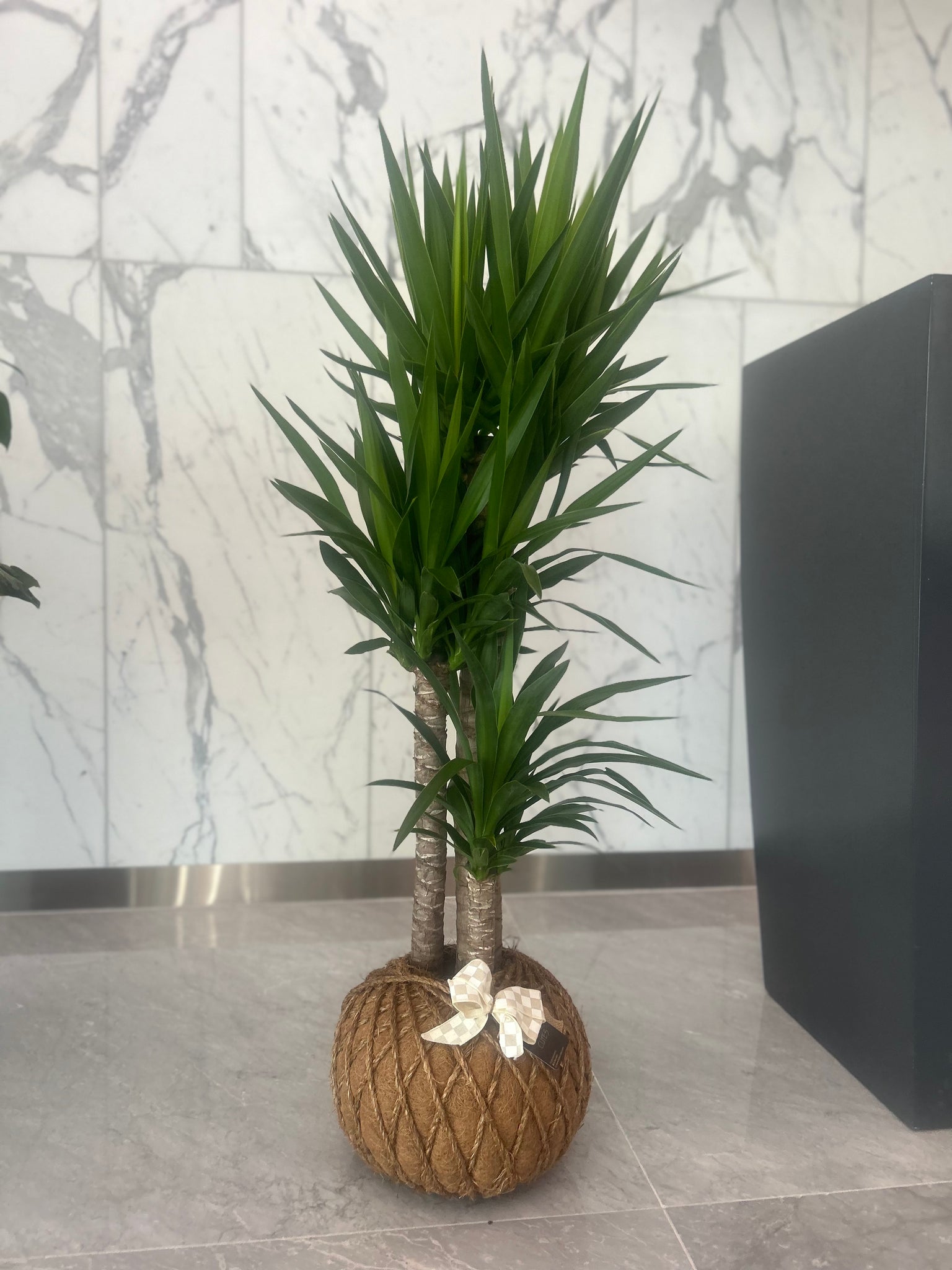 yucca cane plant price Yucca Cane Plant / Planta Yuca (Mexicana) – KOKECUTES