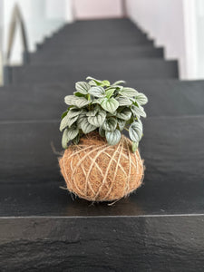Peperomia Frost Kokedama