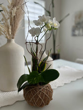 Load image into Gallery viewer, Mini Orchid Kokedama
