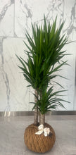 Load image into Gallery viewer, Yucca Cane Plant  / Planta Yuca (Mexicana)