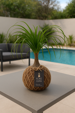 Load image into Gallery viewer, Ponytail Palm - Beaucarnea recurvata - Palma Botella Kokedama
