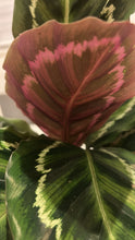 Load image into Gallery viewer, Calathea Medallion Plant Kokedama