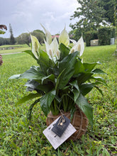 Load image into Gallery viewer, Peace Lily Plant Kokedama Spathiphyllum