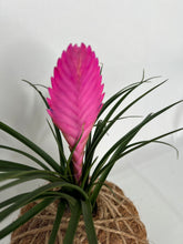 Load image into Gallery viewer, Pink Quill, Tillandsia cyanea Kokedama - Pink Quill plant.