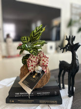 Load image into Gallery viewer, Calathea Macoyana