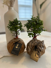 Load image into Gallery viewer, Jade Plant Gift